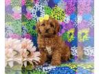 Cavapoo PUPPY FOR SALE ADN-549103 - Adorable Cavapoo Puppy