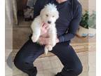 Great Pyrenees PUPPY FOR SALE ADN-548927 - Great Pyrenees Puppys