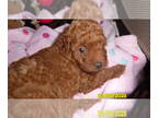 Poodle (Toy) PUPPY FOR SALE ADN-549089 - Poodle Puppy Male Red Purebred