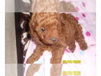 Poodle (Toy) PUPPY FOR SALE ADN-549090 - Poodle Puppy Male Red Purebred