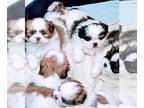 Shih Tzu PUPPY FOR SALE ADN-548950 - Gorgeous Imperial Shih Tzu Puppies
