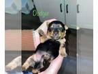 Yorkshire Terrier PUPPY FOR SALE ADN-548989 - Male yorkie puppy