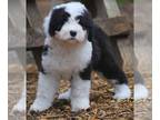 Old English Sheepdog PUPPY FOR SALE ADN-548911 - Old English Sheepdog AUGUST