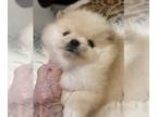 Pomeranian PUPPY FOR SALE ADN-549019 - Pomeranian puppies