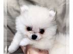Pomeranian PUPPY FOR SALE ADN-549023 - Snowflake