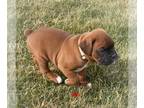 Boxer PUPPY FOR SALE ADN-548967 - Akc registered purebred boxer puppies