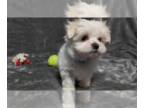 Maltese PUPPY FOR SALE ADN-548825 - Maltese Puppies