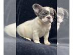 French Bulldog PUPPY FOR SALE ADN-548788 - Exotic litter