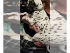 Dalmatian PUPPY FOR SALE ADN-549075 - litter of 8 AKC Registered