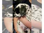 Dalmatian PUPPY FOR SALE ADN-549076 - litter of 8