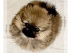 Pomeranian PUPPY FOR SALE ADN-548997 - Tiger Lilly