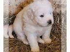 Great Pyrenees PUPPY FOR SALE ADN-548904 - AKC Great Pyrenees Male Puppies