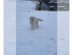 Great Pyrenees DOG FOR ADOPTION ADN-548869 - Great pyrenees