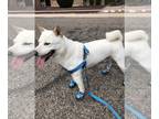 Shiba Inu DOG FOR ADOPTION ADN-549118 - Shiba Inu
