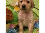 Golden Retriever Puppy for sale in Caddo Mills, TX, USA