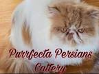 Red And White Van Persian