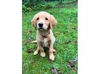 Adopt Ollie a Red/Golden/Orange/Chestnut Golden Retriever / Mixed dog in
