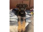 Adopt Lila a Black - with Tan, Yellow or Fawn German Shepherd Dog / Rottweiler /