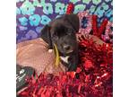Adopt Aimee a Black Terrier (Unknown Type, Medium) / Mixed dog in Callao
