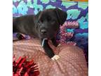 Adopt Teddy Bear a Black Terrier (Unknown Type, Medium) / Mixed dog in Callao