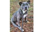 Adopt Danica a Gray/Silver/Salt & Pepper - with White Pit Bull Terrier / Mixed