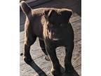 Adopt Benjamin a Mixed Breed (Medium) / Mixed dog in Mipiltas, CA (37247424)