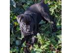 Adopt Abigail a Mixed Breed (Medium) / Mixed dog in Mipiltas, CA (37247423)
