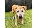 Adopt Buddah a Labrador Retriever / Mixed dog in Silverdale, WA (37247373)