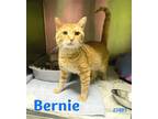 Adopt Bernie - FREE Adoption Fee a Orange or Red (Mostly) Domestic Shorthair /
