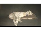 Adopt Phillip a White Labrador Retriever / Retriever (Unknown Type) / Mixed dog