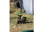 Adopt Fallujah a Black Dachshund / American Eskimo Dog / Mixed dog in Reno