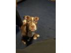 Adopt Bean a Brown/Chocolate - with White American Pit Bull Terrier / Terrier