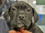 Adopt ROXY a Black Pit Bull Terrier / Labrador Retriever / Mixed dog in Denver