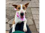 Adopt Moon a Brown/Chocolate - with White Bull Terrier / Mixed dog in Denver