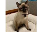 Adopt Tutu a White Siamese (short coat) cat in Long Beach, MS (37245573)