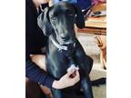 Adopt Kara a Black Great Dane / Mixed dog in Vail, AZ (37246595)