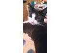 Adopt Vestor a Black & White or Tuxedo Siamese / Mixed (short coat) cat in