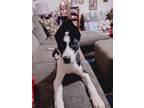 Adopt Kai a Black - with White Great Dane / Husky / Mixed dog in New