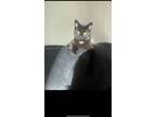 Adopt Boo a All Black Domestic Shorthair / Mixed (short coat) cat in Maybee