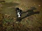 Adopt Judah a Black Hound (Unknown Type) / Mixed dog in Milledgeville