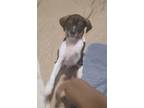 Adopt Charlie a Tricolor (Tan/Brown & Black & White) Jack Russell Terrier /
