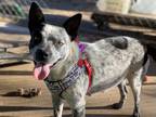 Adopt Gypsy a Gray/Silver/Salt & Pepper - with White Cattle Dog dog in