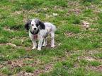 Adopt ZANDER a Poodle (Standard) / Mixed dog in Gloucester, VA (37245664)