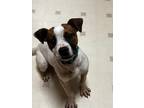 Adopt WISHBONE a Jack Russell Terrier / Mixed dog in Gloucester, VA (37245663)