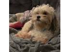 Adopt ROSIE a Shih Tzu / Poodle (Standard) / Mixed dog in Gloucester
