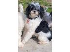 Adopt MOLLY a Shih Tzu / Poodle (Standard) / Mixed dog in Gloucester