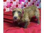 Adopt WILLOW a Terrier (Unknown Type, Small) / Mixed dog in Lindsay