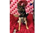 Adopt Maximillian a German Shepherd Dog / Mixed dog in Lindsay, CA (37245457)