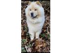 Adopt Vegas a Tan/Yellow/Fawn Chow Chow / Mixed dog in Blacksburg, VA (37245410)