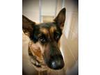 Adopt Athena a German Shepherd Dog / Mixed dog in Newberg, OR (37245489)